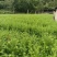基地直供红豆杉树苗盆栽地栽苗庭院绿植耐寒南方红豆杉小苗