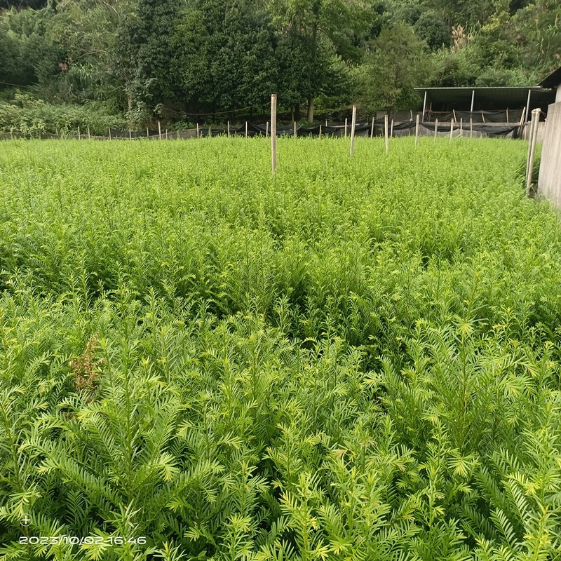 基地直供红豆杉树苗盆栽地栽苗庭院绿植耐寒南方红豆杉小苗