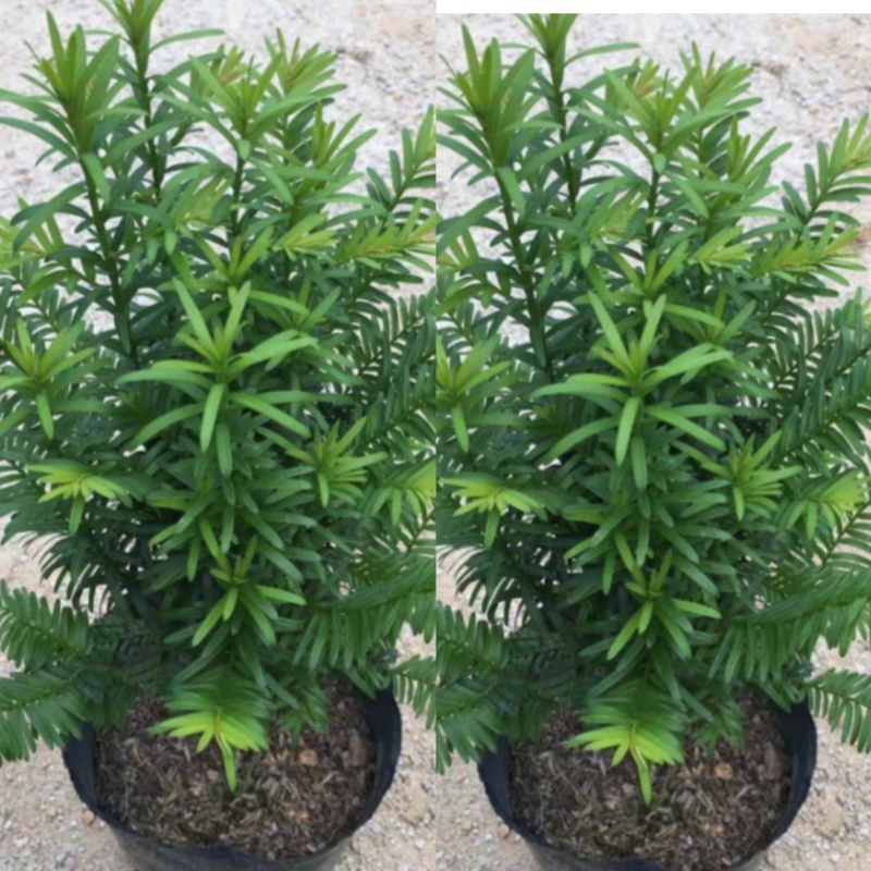 基地直供红豆杉树苗盆栽地栽苗庭院绿植耐寒南方红豆杉小苗