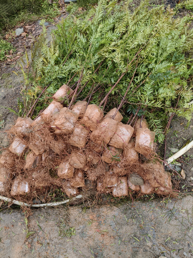 基地直供红豆杉树苗盆栽地栽苗庭院绿植耐寒南方红豆杉小苗