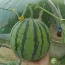 精品麒麟西瓜大量上市甜度高品质保证一件代发欢迎咨询
