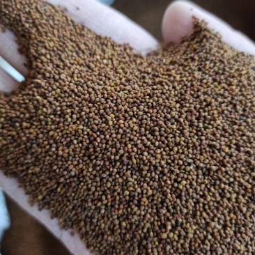 菟丝子中药材菟丝子颗粒饱满品质好水洗货量大价格和运费可谈