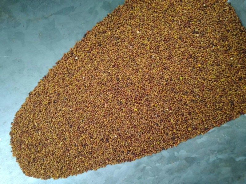 菟丝子中药材菟丝子颗粒饱满品质好水洗货量大价格和运费可谈