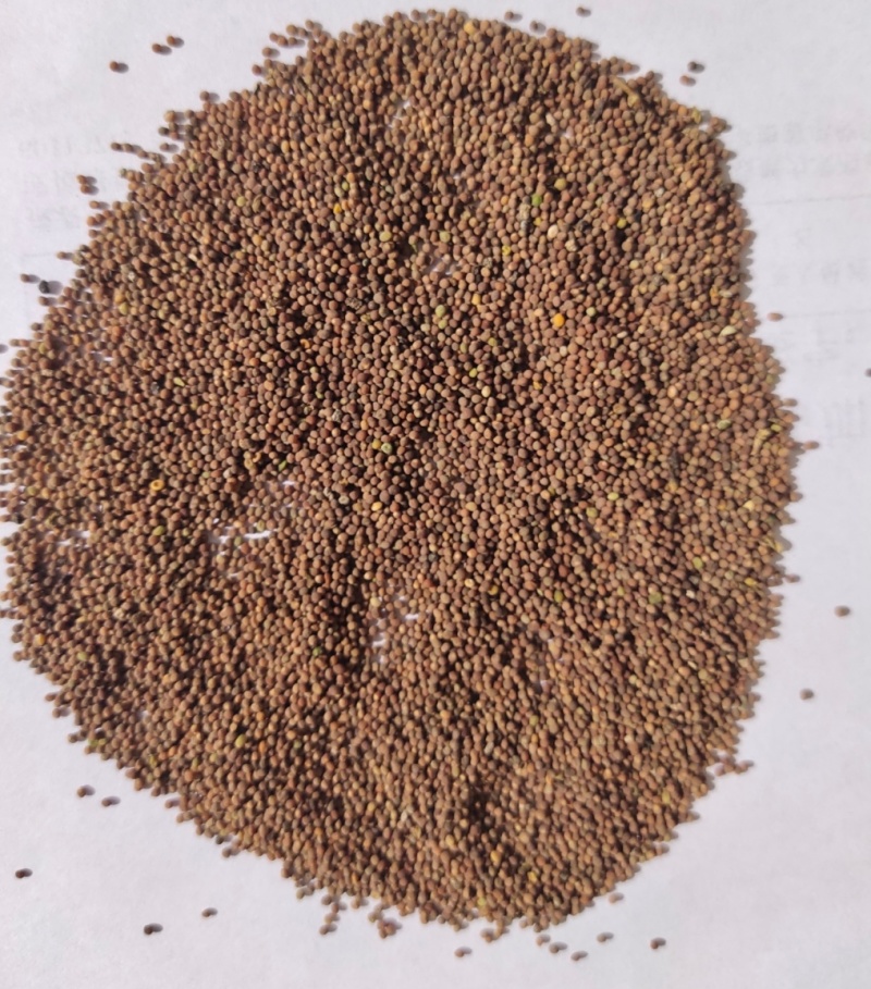 菟丝子中药材菟丝子颗粒饱满品质好水洗货量大价格和运费可谈