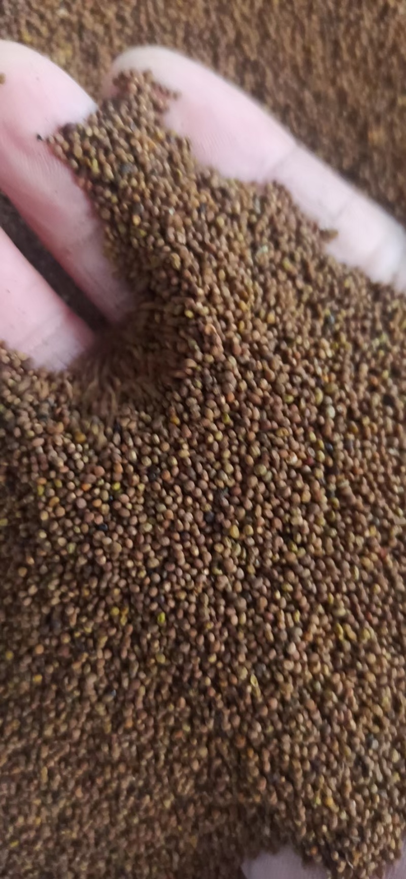 菟丝子中药材菟丝子颗粒饱满品质好水洗货量大价格和运费可谈