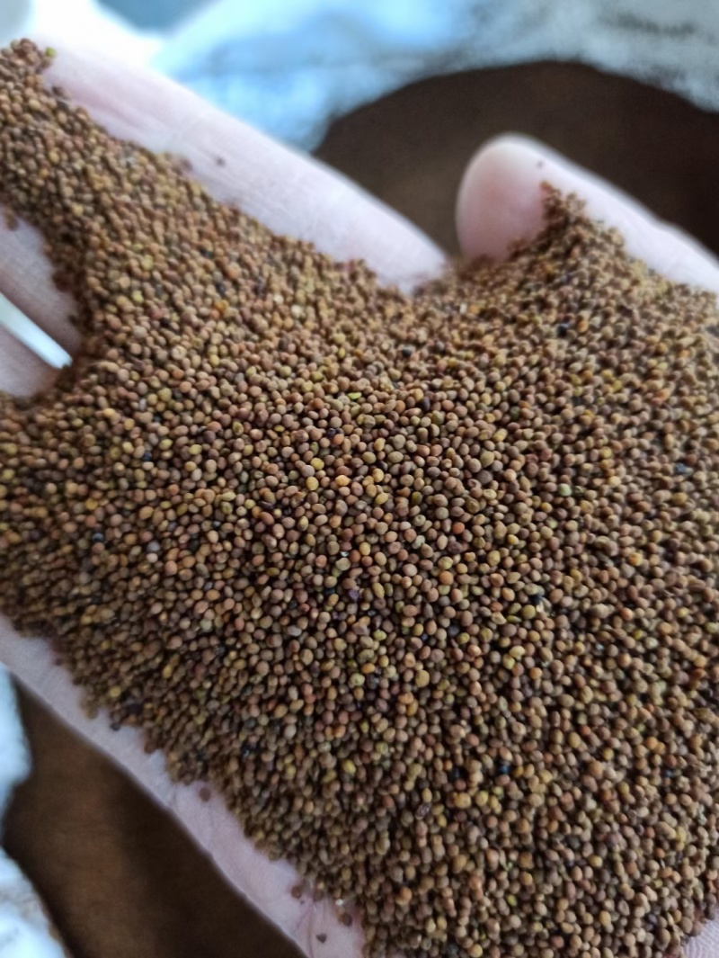 菟丝子中药材菟丝子颗粒饱满品质好水洗货量大价格和运费可谈