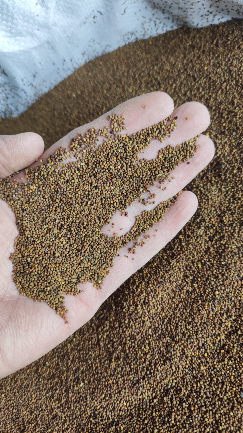 菟丝子中药材菟丝子颗粒饱满品质好水洗货量大价格和运费可谈