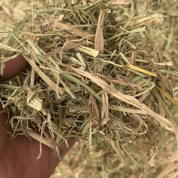 湖北省天门市稻草撕碎过筛风选，一手货源，欢迎致电联系