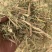 湖北省天门市稻草撕碎过筛风选，一手货源，欢迎致电联系
