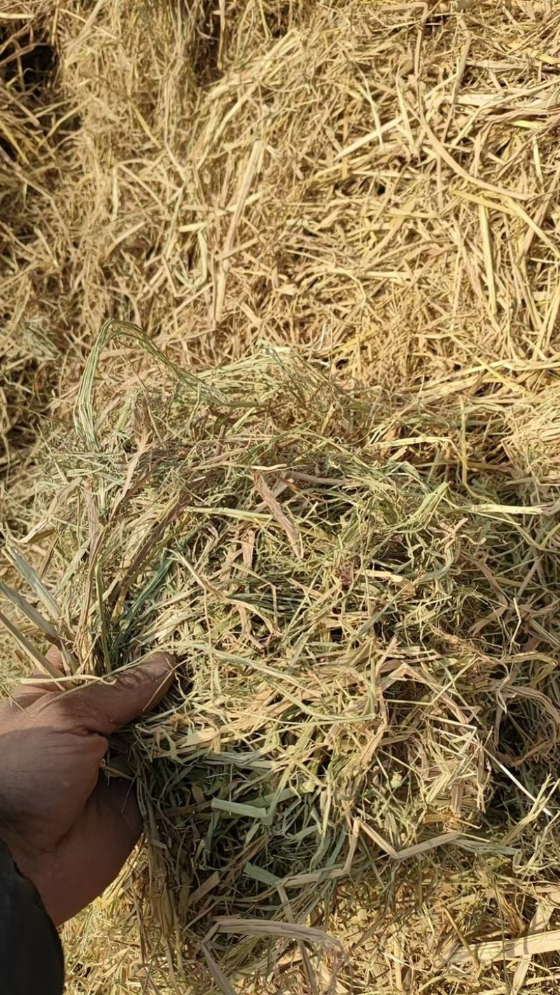 湖北省天门市稻草撕碎过筛风选，一手货源，欢迎致电联系