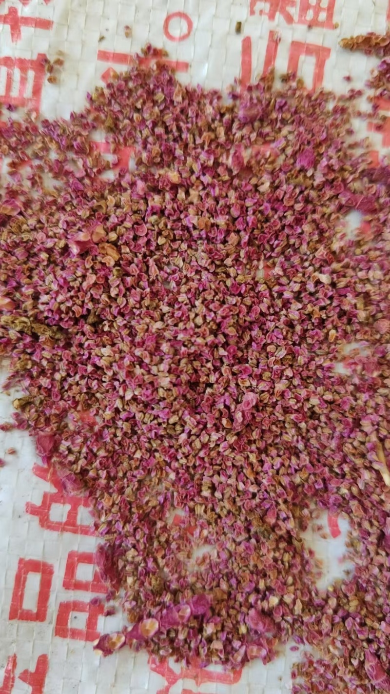 盐角草种子