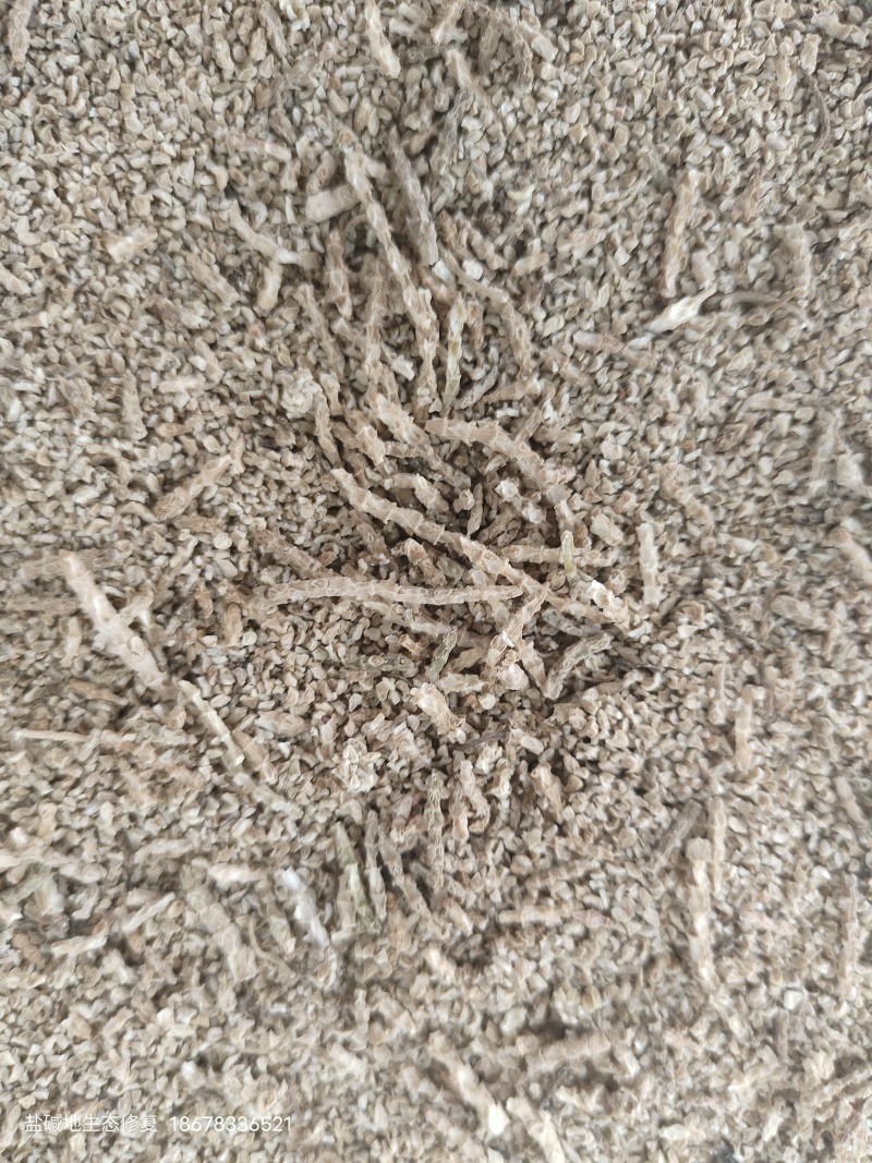 盐角草种子