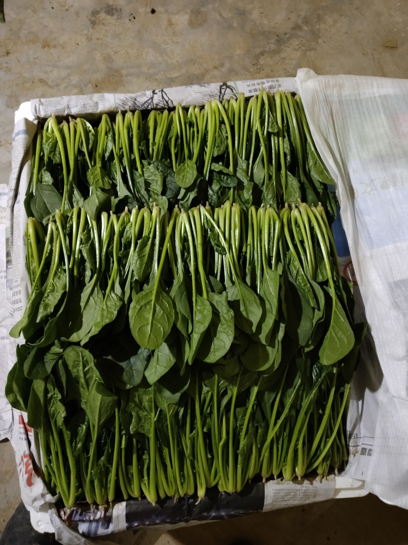 精品菠菜