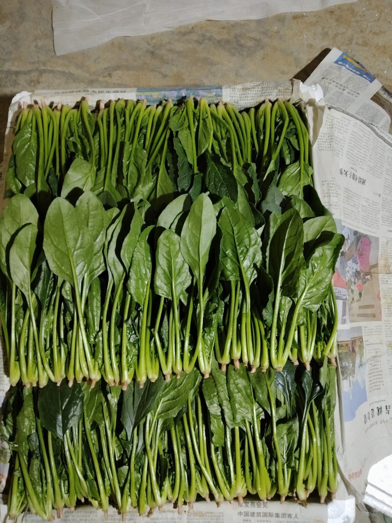 精品菠菜