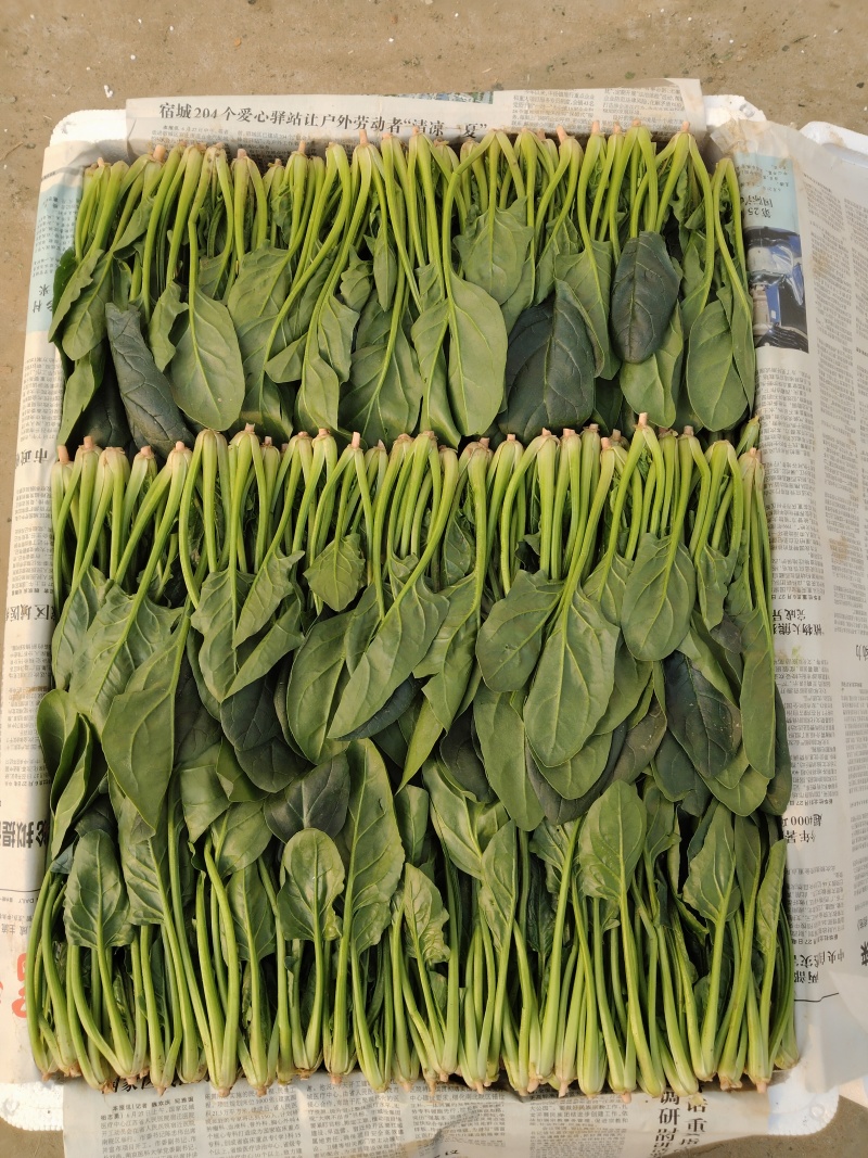 精品菠菜