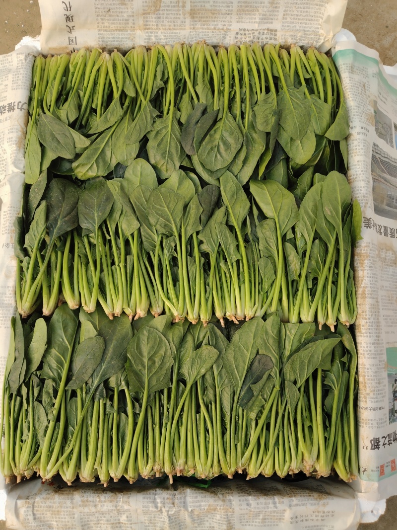 精品菠菜