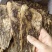当归压片当归佛手片规格齐全可供实体店批发零售量大价优