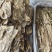 当归压片当归佛手片规格齐全可供实体店批发零售量大价优