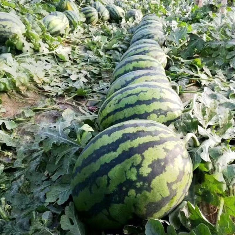 山西运城夏县麒麟西瓜精品西瓜保质保量对接电商档口市场