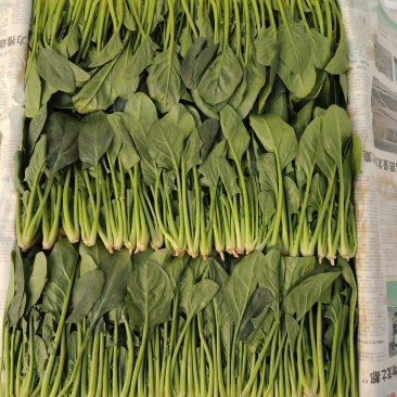 精品菠菜