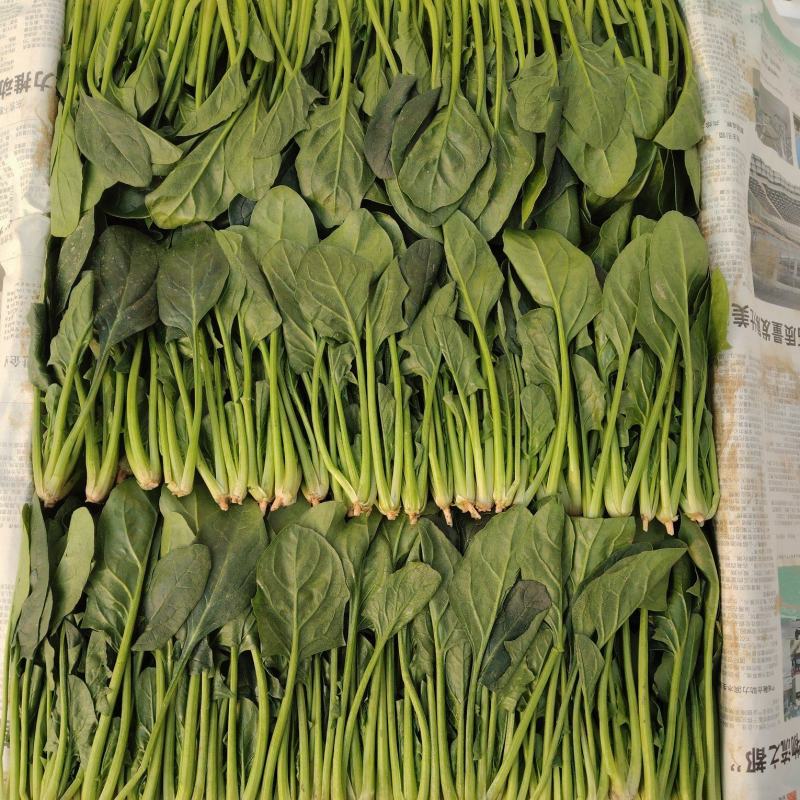 精品菠菜
