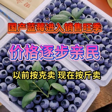 蓝莓鲜果甜精品蓝莓大果同城当季新果孕妇水果非野生新鲜蓝莓