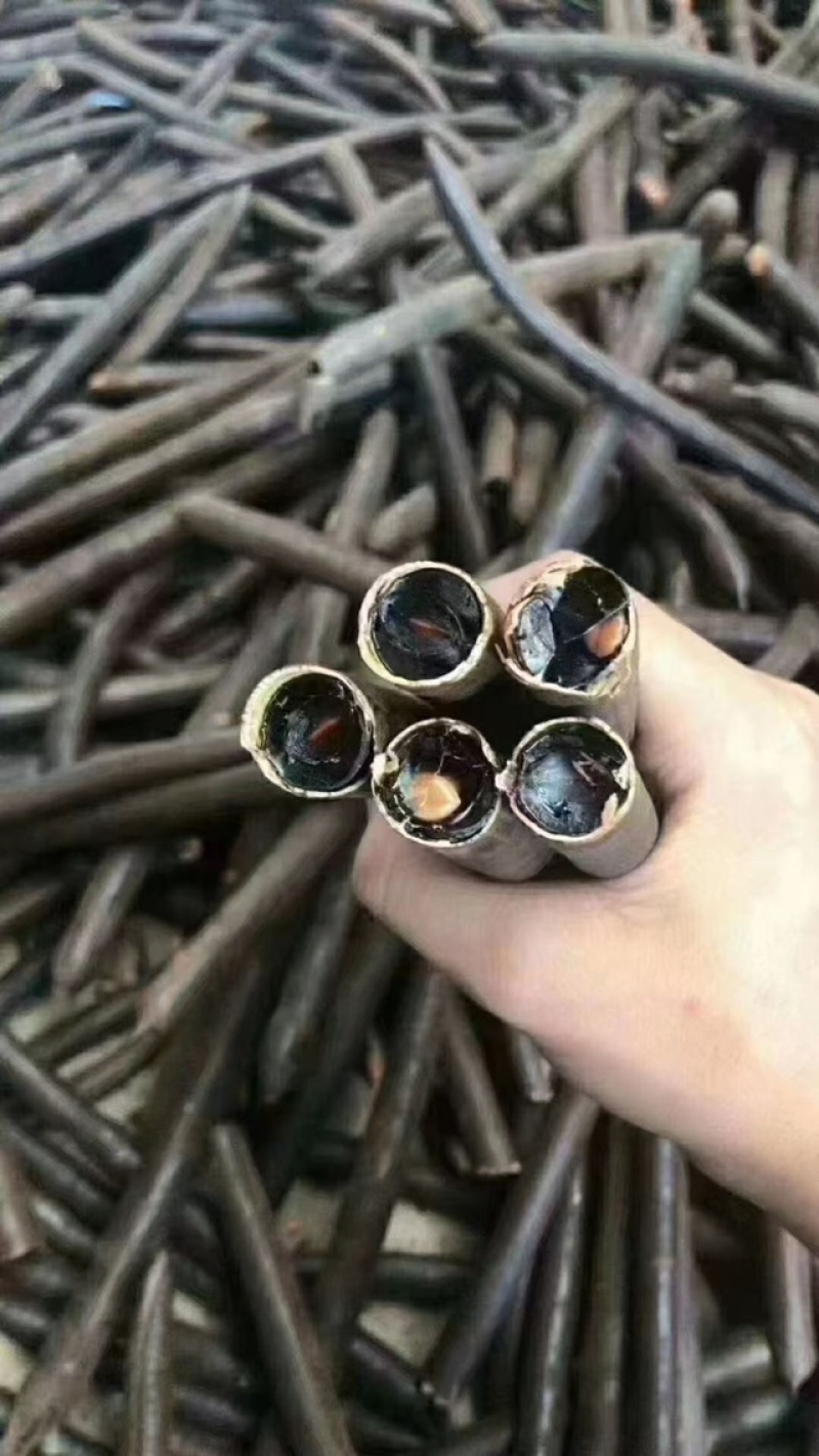云南便秘果腊肠果