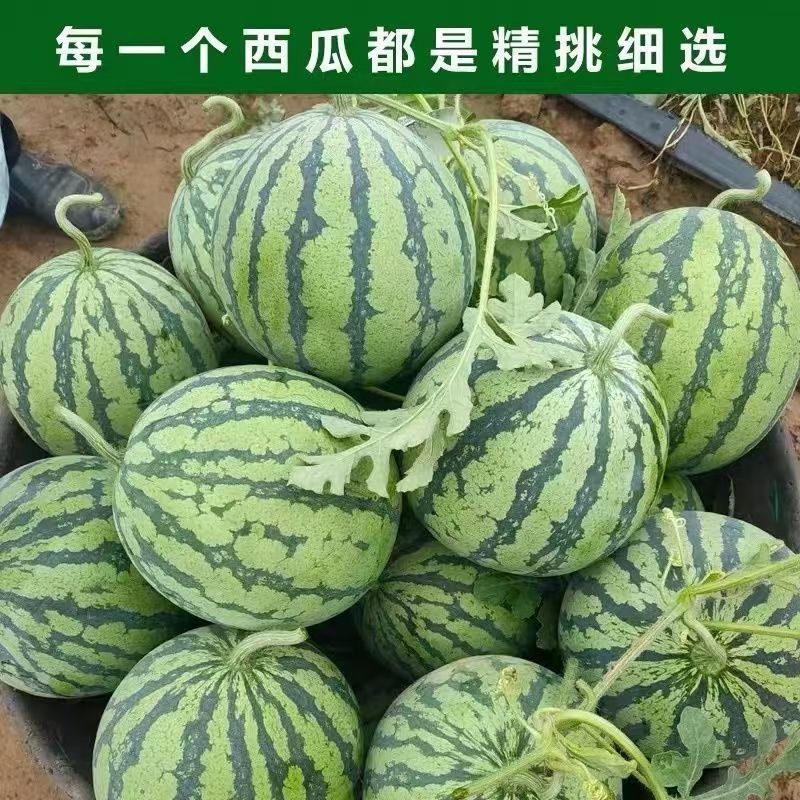 精品西瓜广东西瓜麒麟西瓜雷州西瓜实力代办欢迎咨询
