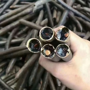 云南便秘果腊肠果