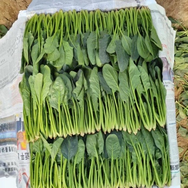 精品菠菜，量大质优，常年供应