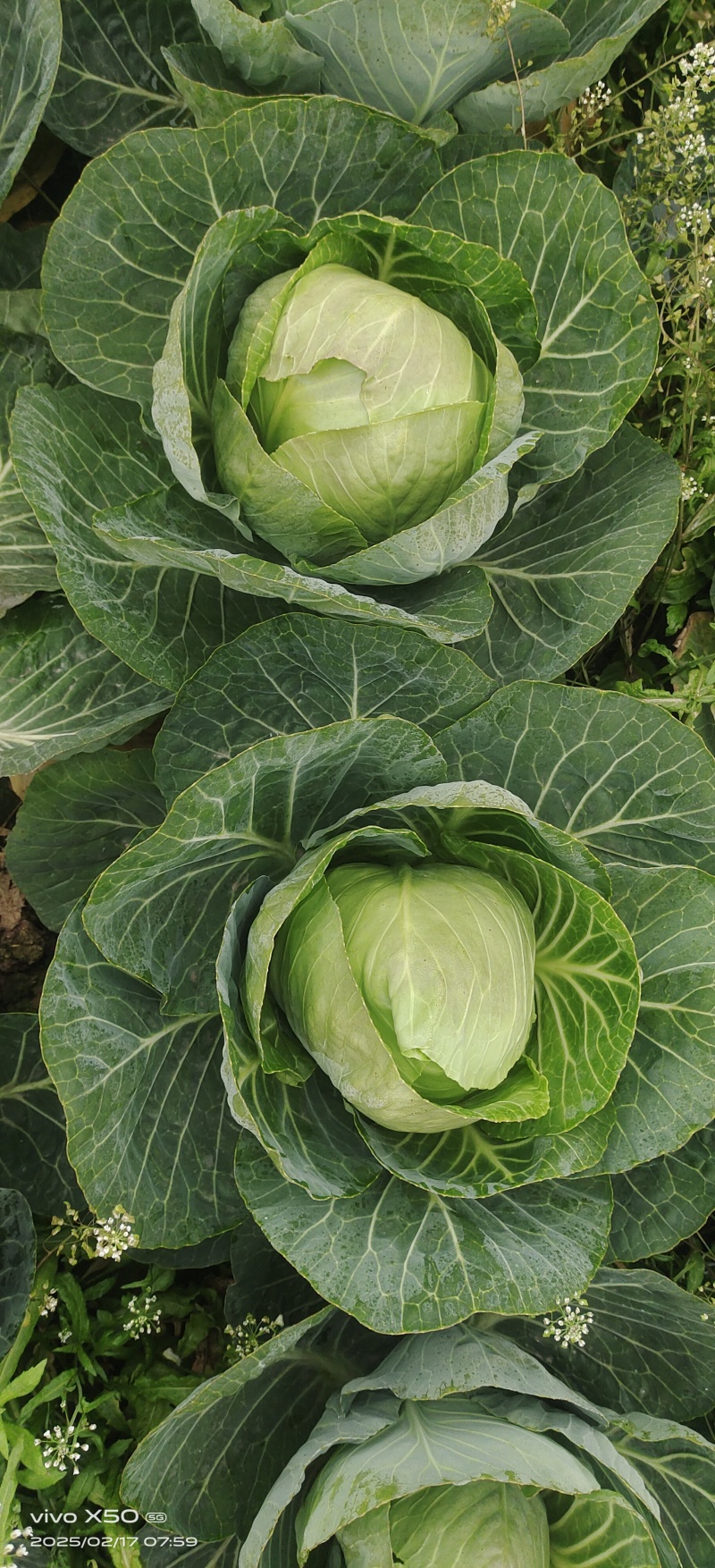 甘蓝，铁头1月开圆2斤左右至3斤