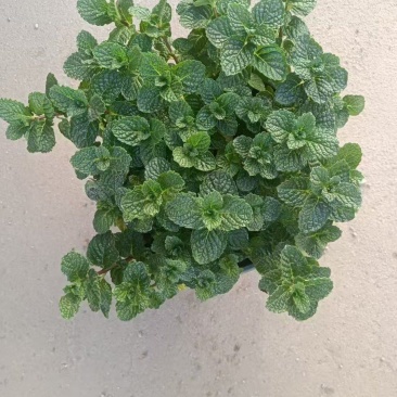 薄荷