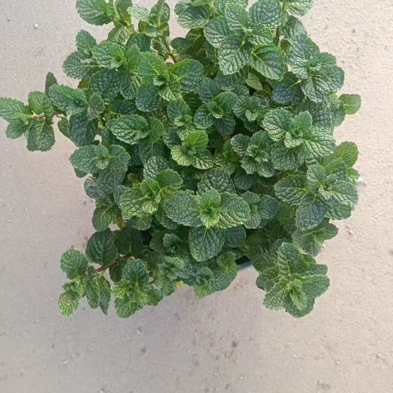 薄荷