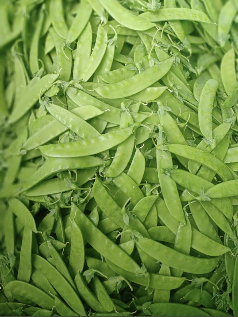 露天精品荷兰豆