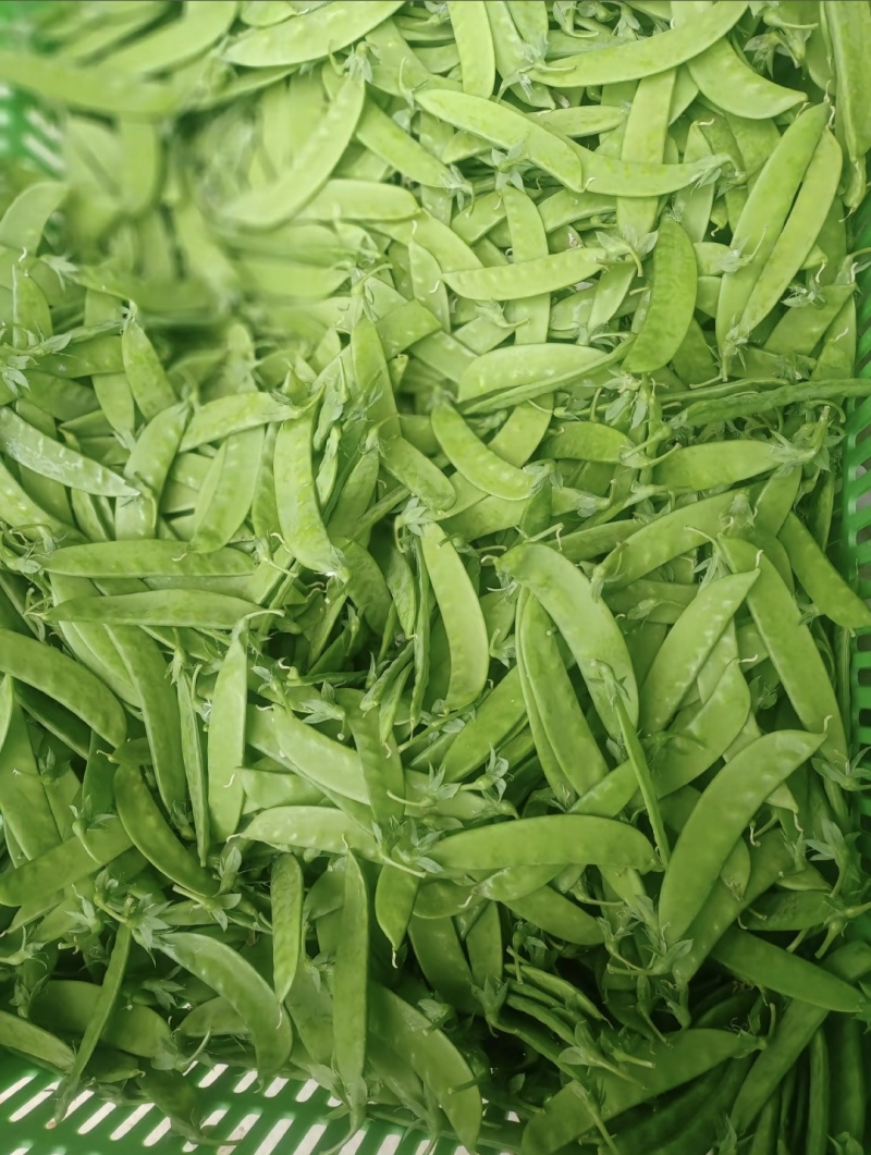 露天精品荷兰豆