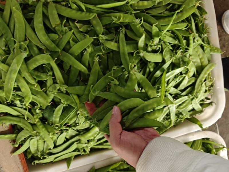 露天精品荷兰豆