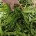 露天精品荷兰豆