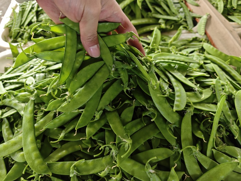 露天精品荷兰豆