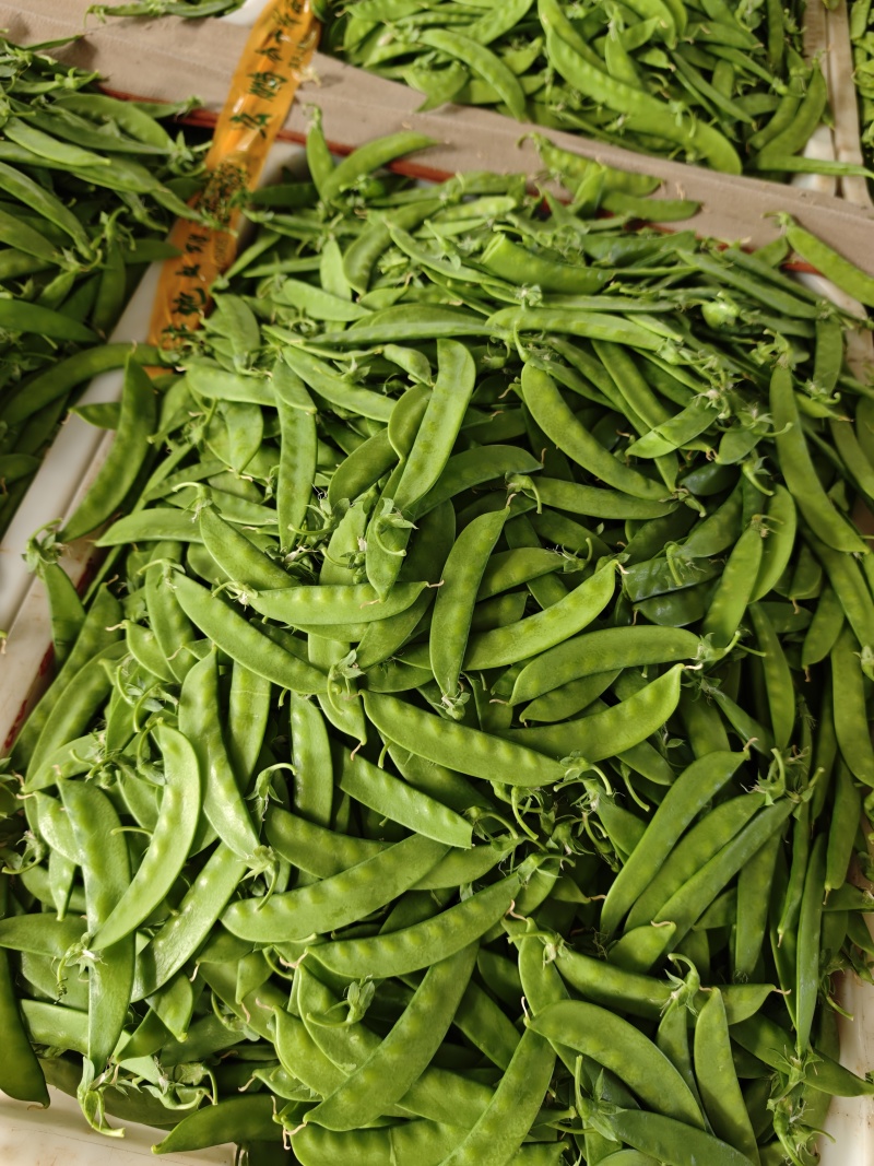 露天精品荷兰豆