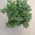 薄荷