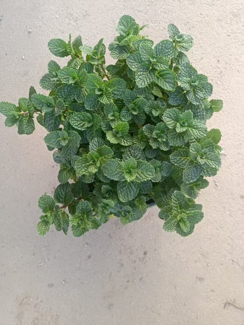 薄荷