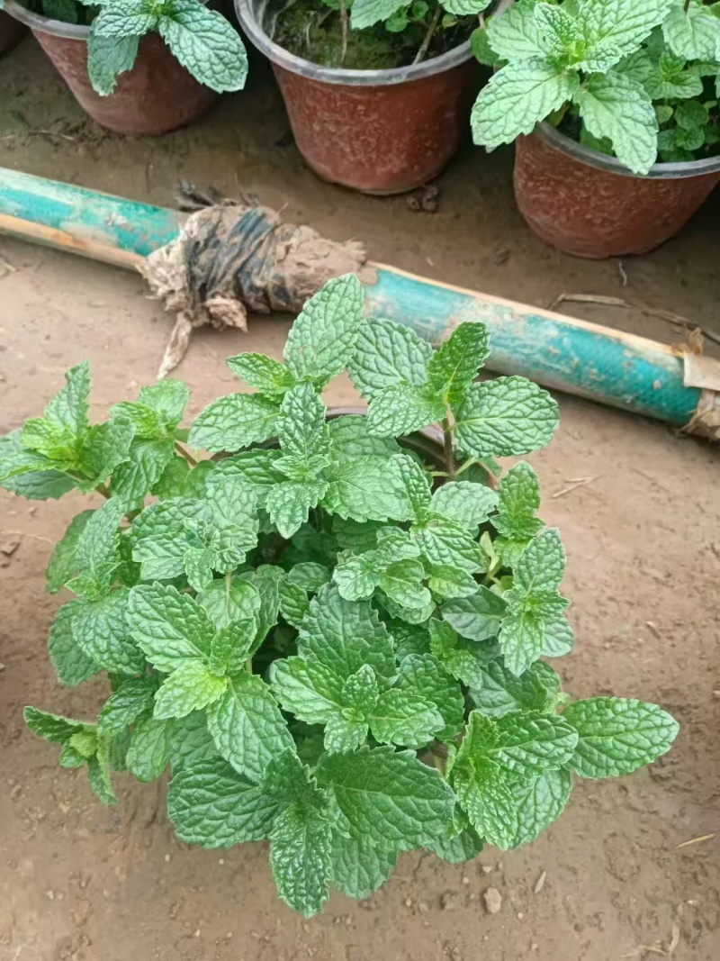 薄荷