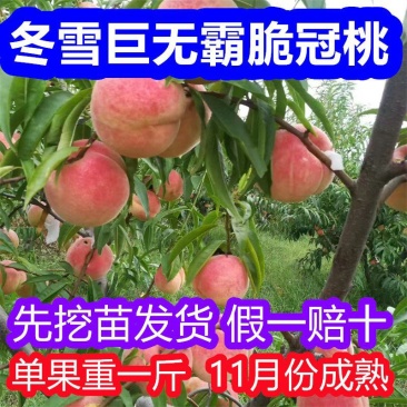 冬桃树苗，11月份成熟果实脆甜，离核，签约合同种植