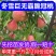 冬桃树苗，11月份成熟果实脆甜，离核，签约合同种植