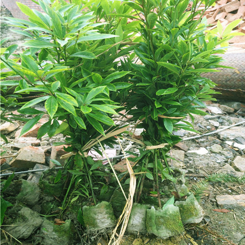 基地供应正宗金丝楠木带士带叶发货包邮