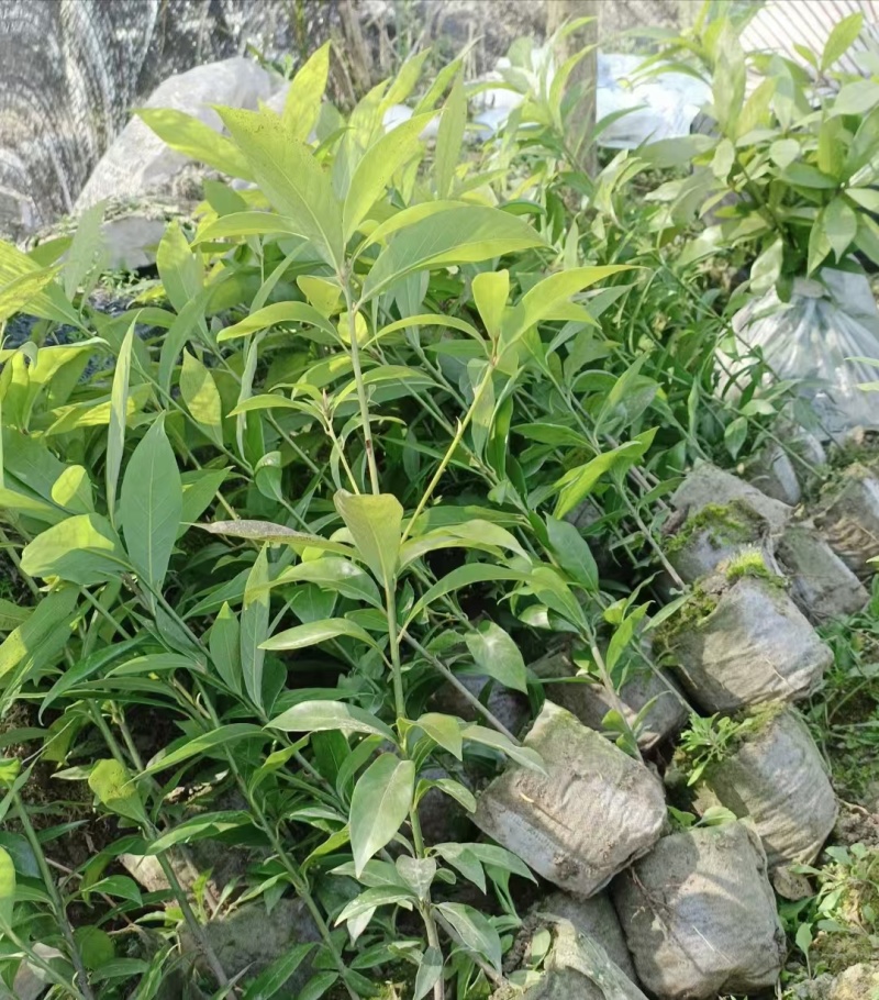基地供应正宗金丝楠木带士带叶发货包邮