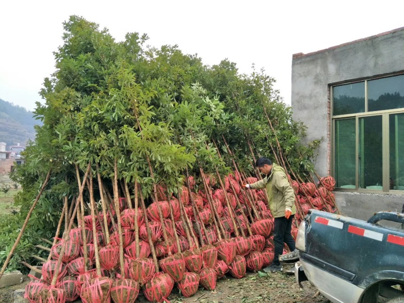 基地供应正宗金丝楠木带士带叶发货包邮
