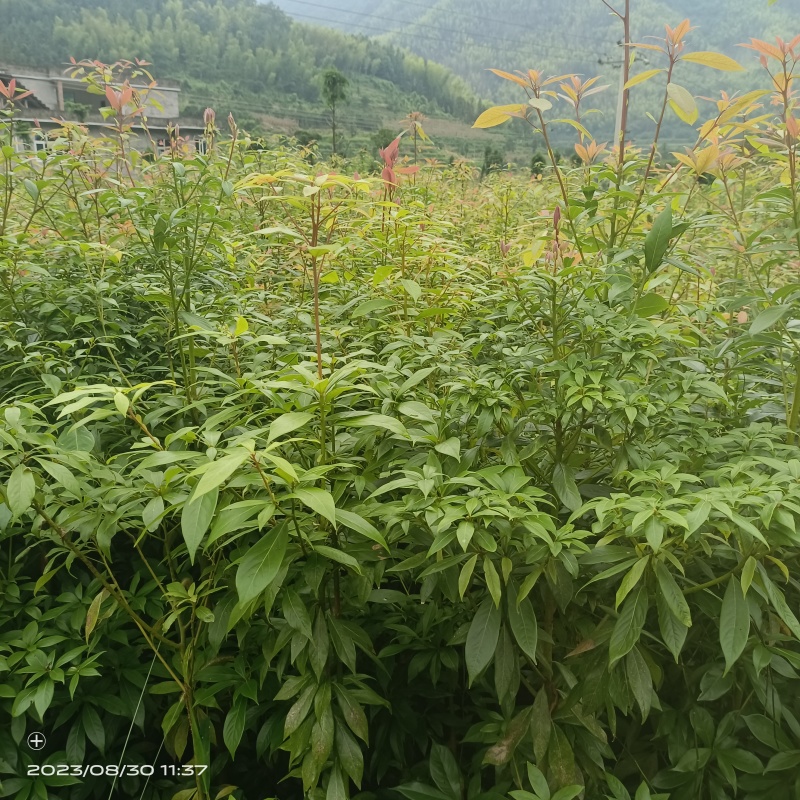 基地供应正宗金丝楠木带士带叶发货包邮