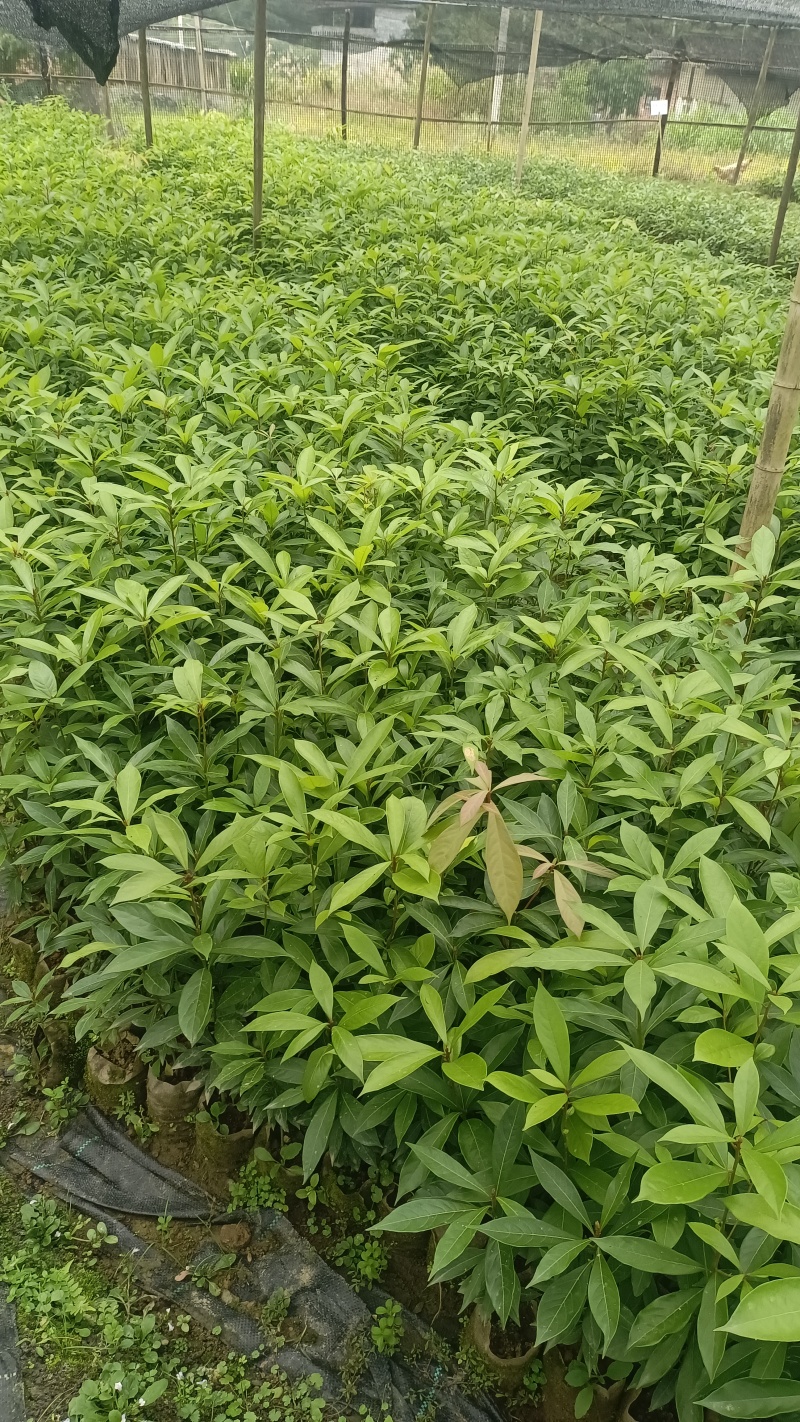 基地供应正宗金丝楠木带士带叶发货包邮