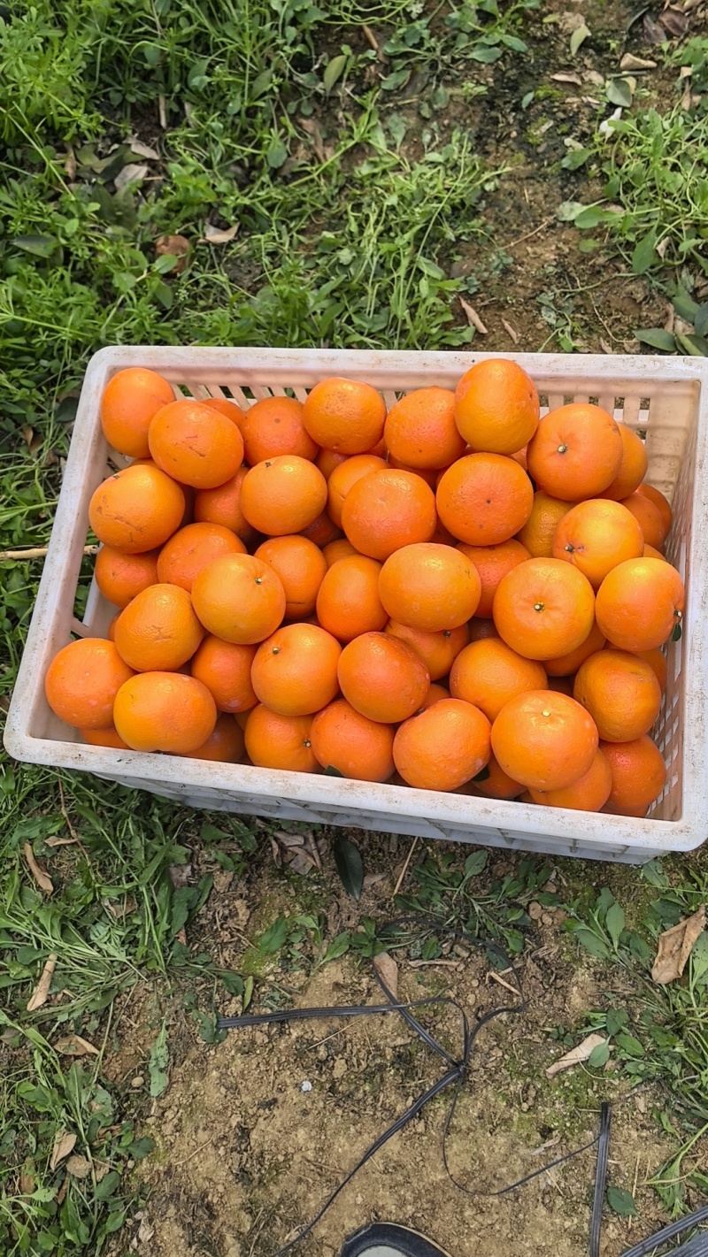 供应特色沃柑